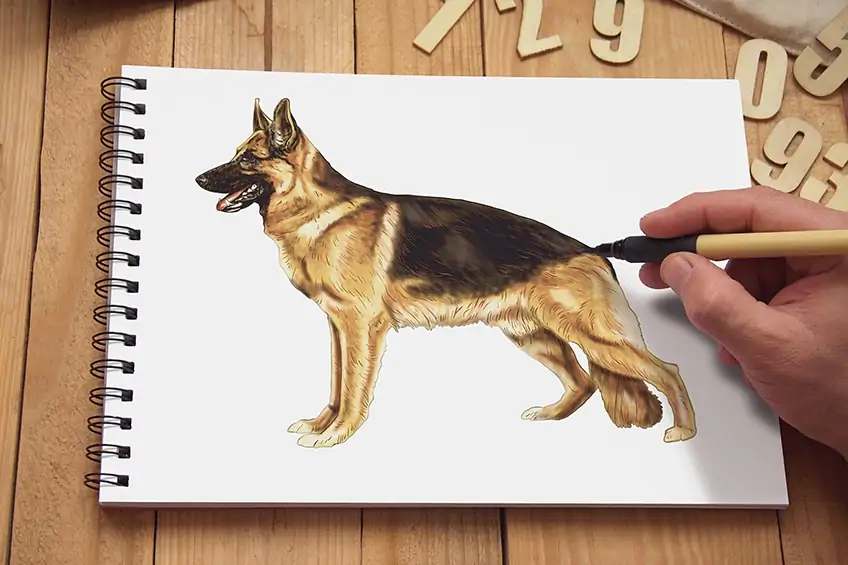 Schaeferhund zeichnen