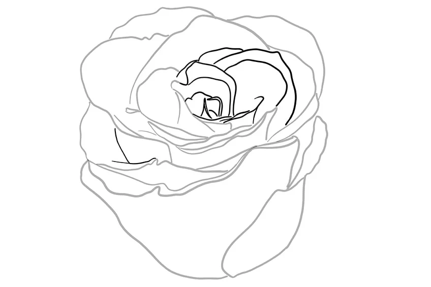 rose zeichnen 04