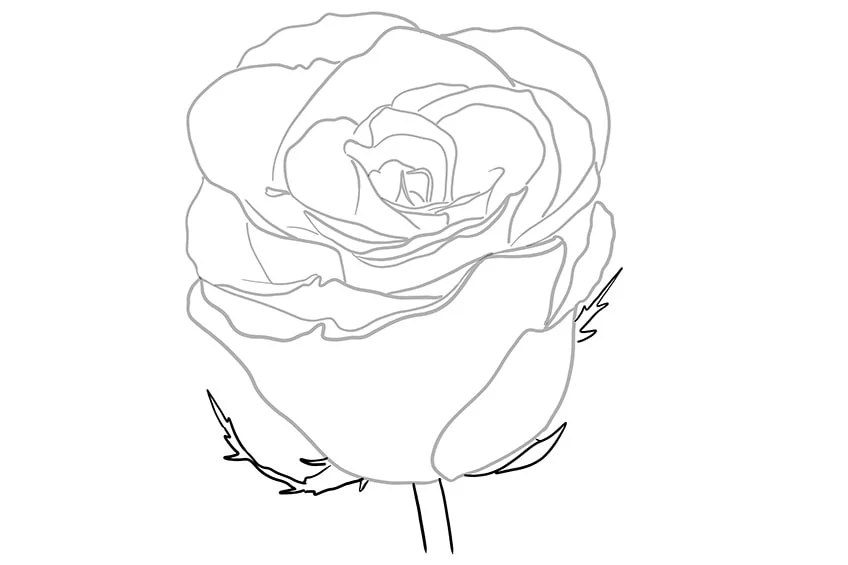 rose zeichnen 05