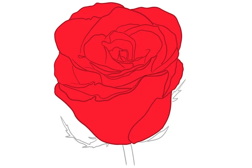 rose zeichnen 06
