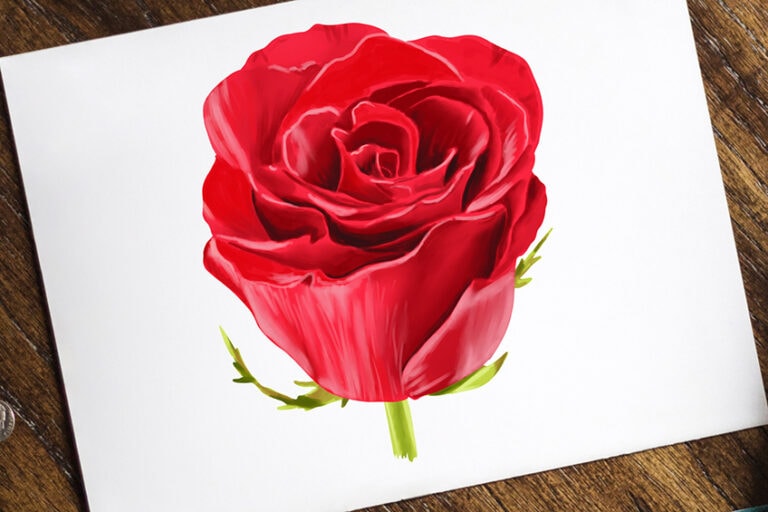 Rose zeichnen – Lerne eine realistische Rose zu malen