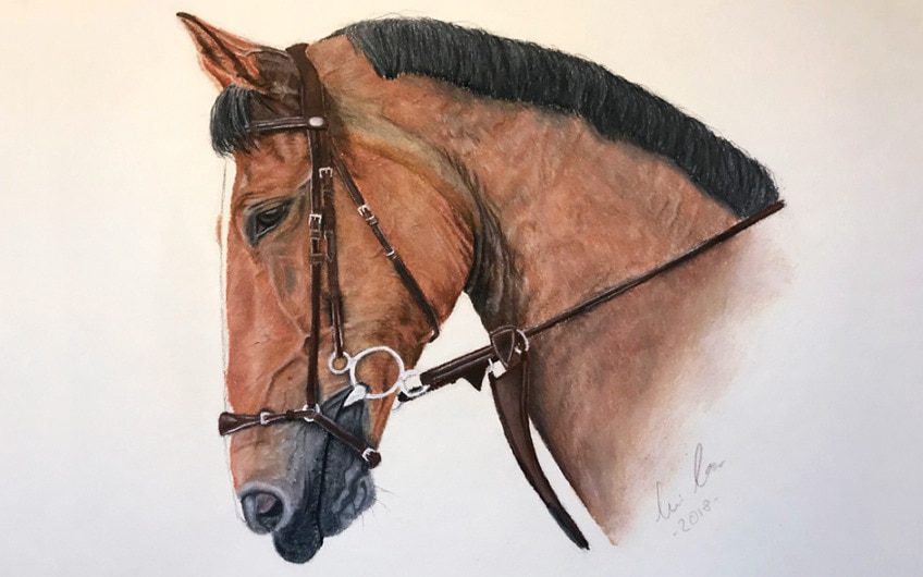 Pferd Zeichnen Anleitung Zum Pferde Malen Portrait