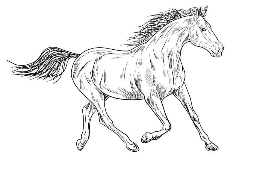 pferd zeichnen 13