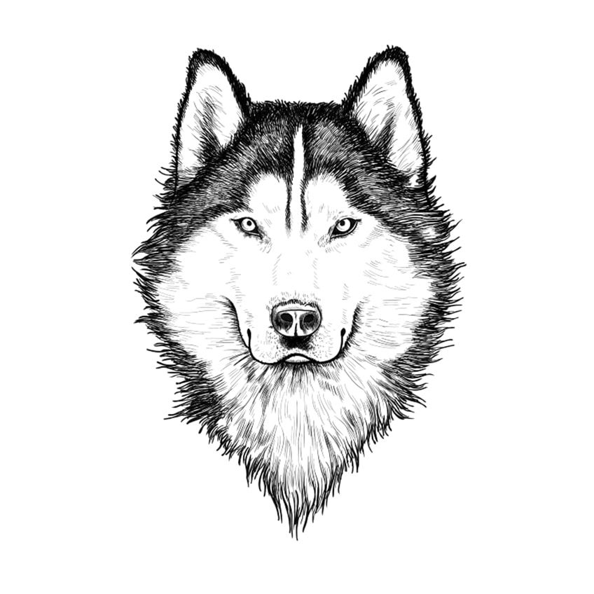 wolf zeichnung