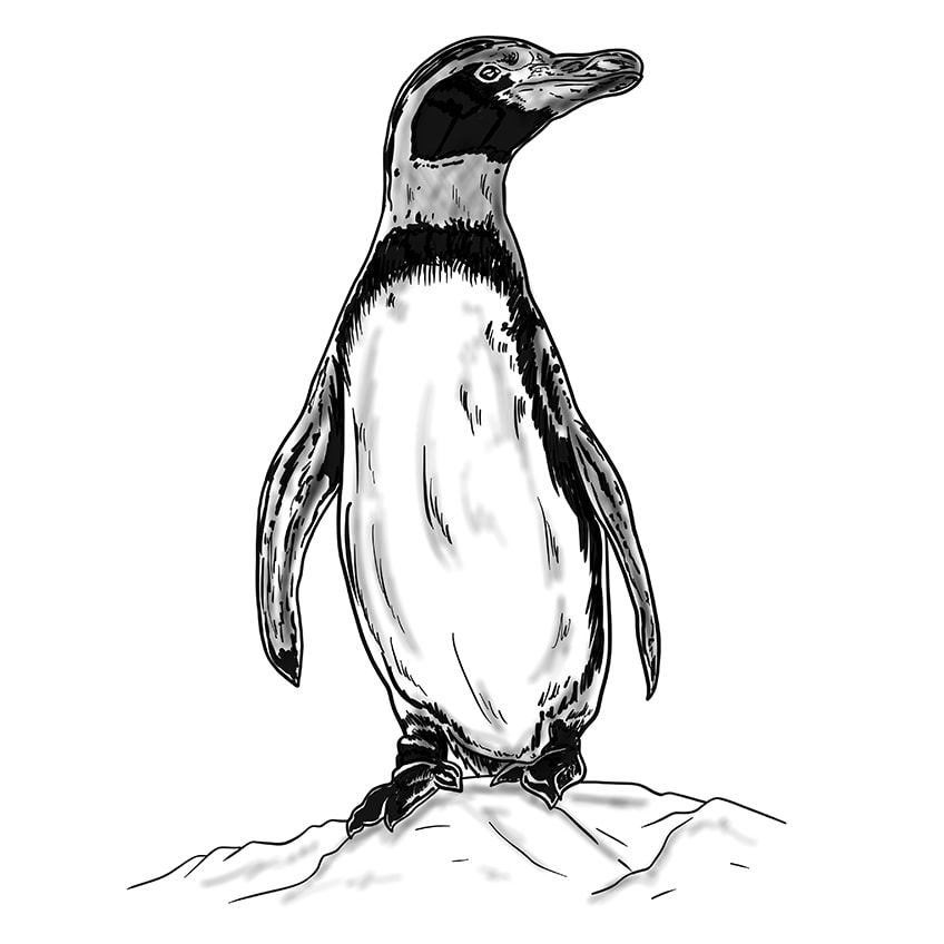pinguin malen