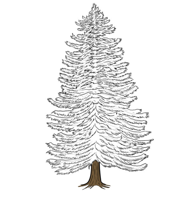 Baum zeichnen - Lerne realistische Bäume zu malen