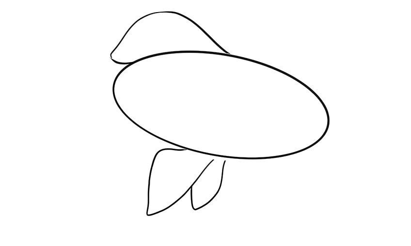goldfisch zeichnen 04