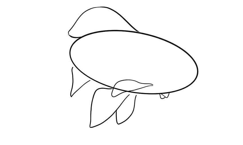 goldfisch zeichnen 06