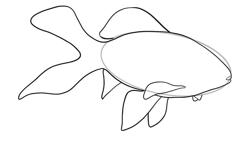 goldfisch zeichnen 08