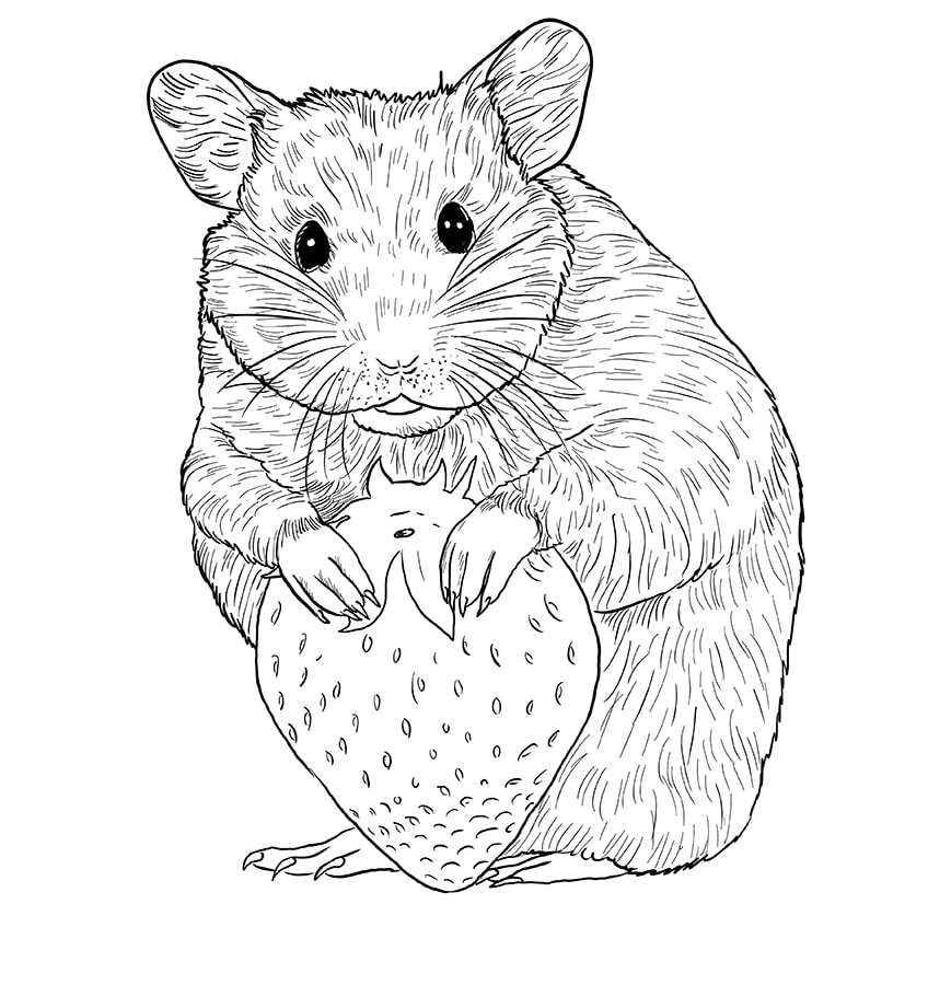 hamster zeichnen schritt 12