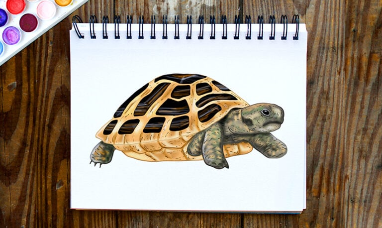 schildkroete-malen-768x458.jpg