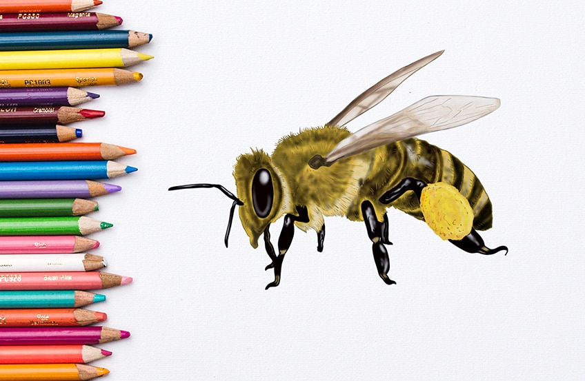 Biene zeichnen