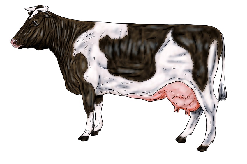 Kuh Zeichnung