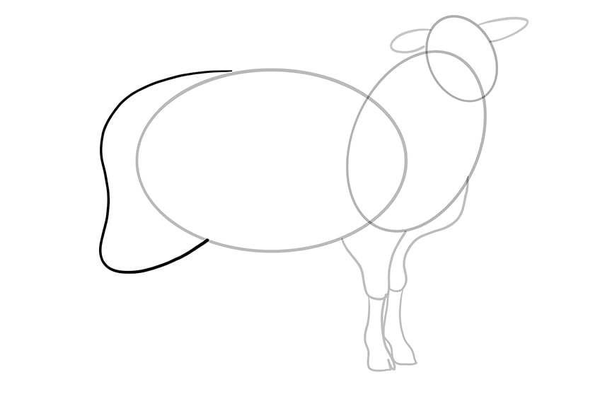 Schaf zeichnen 06