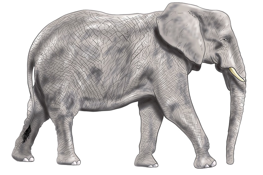 Elefant gezeichnet