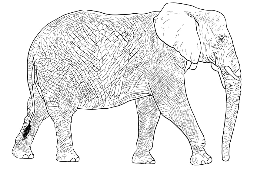 Elefant zeichnen 11