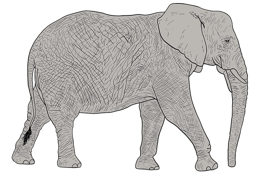 Elefant zeichnen 12