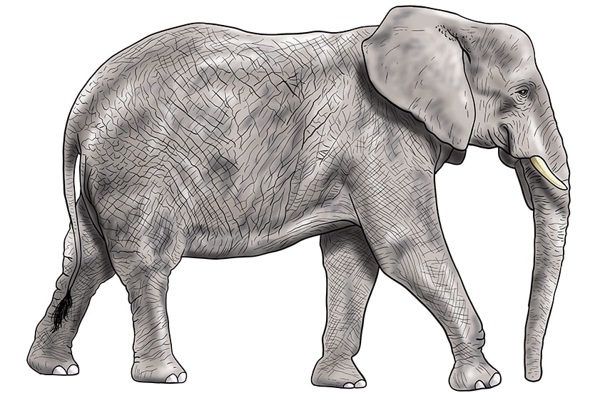 Elefant zeichnen 15