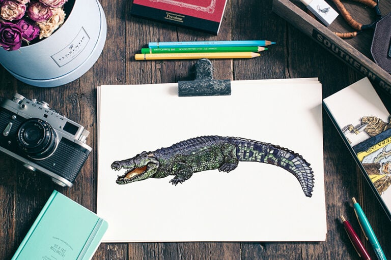 Krokodil zeichnen – Realistisches Krokodil Schritt-für-Schritt