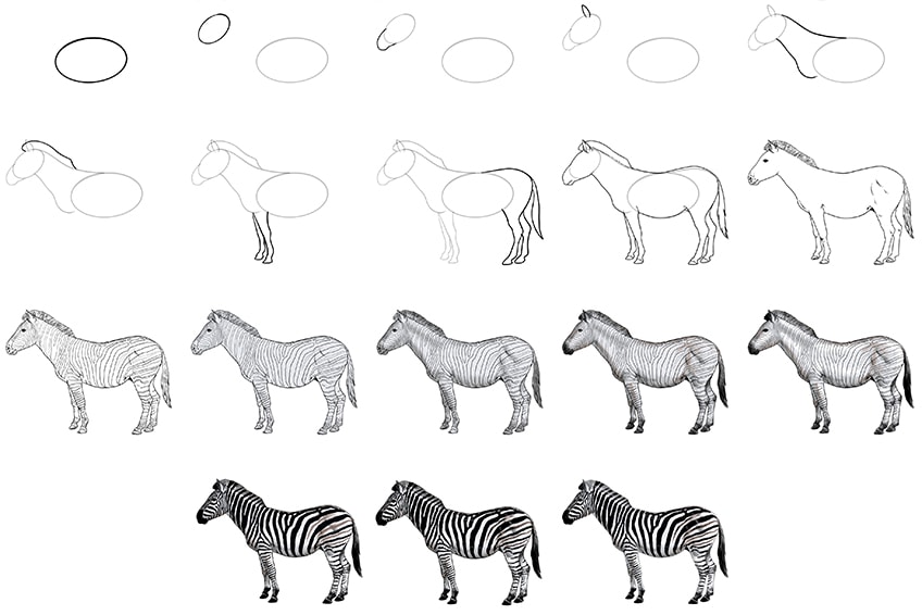 Zebra gezeichnet