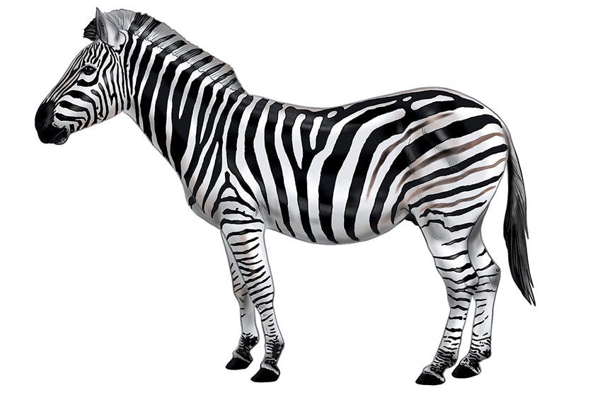 Zebra malen