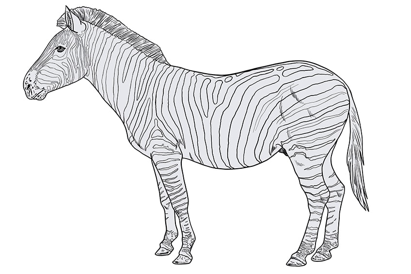 Zebra zeichnen 12