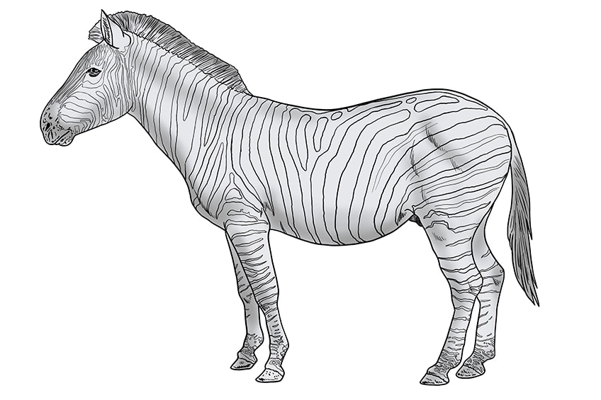 Zebra zeichnen 13