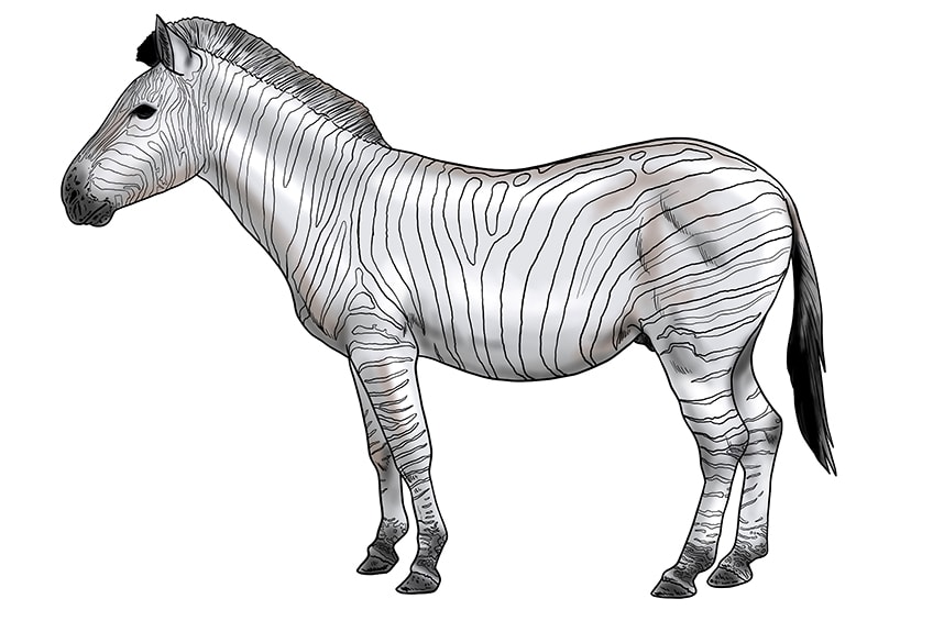 Zebra zeichnen 15