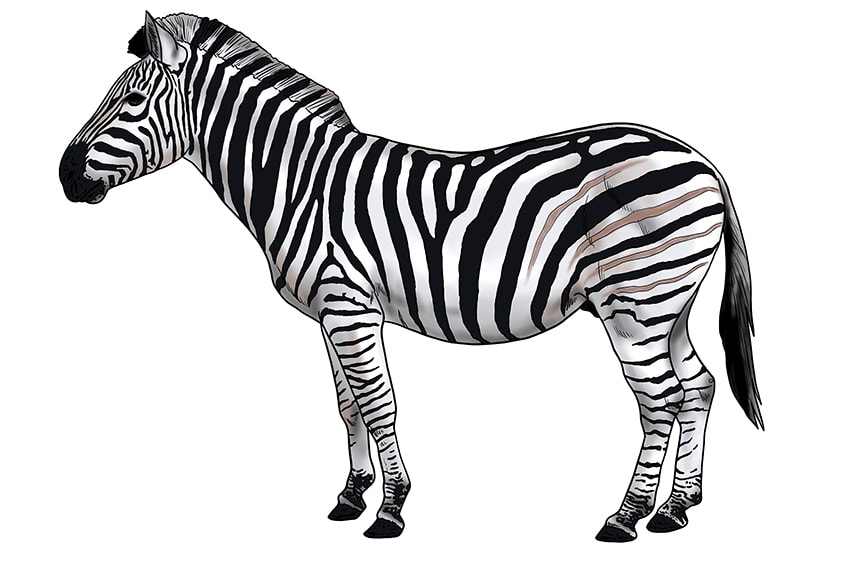 Zebra zeichnen 16