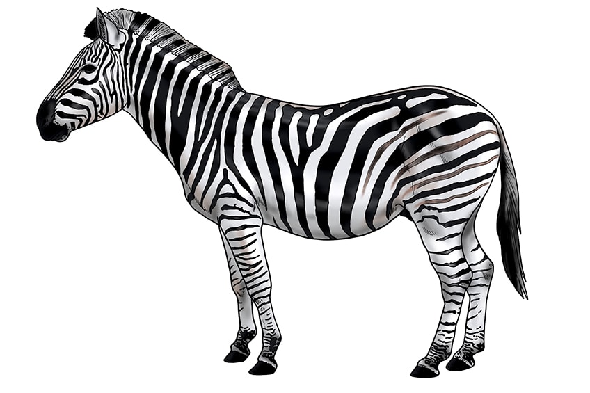 Zebra zeichnen 17