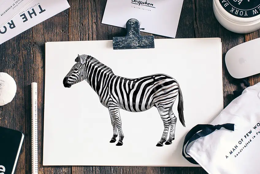 Zebra zeichnen