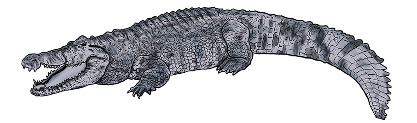 krokodil zeichnen 12