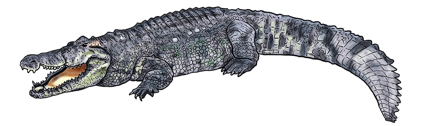 krokodil zeichnen 13