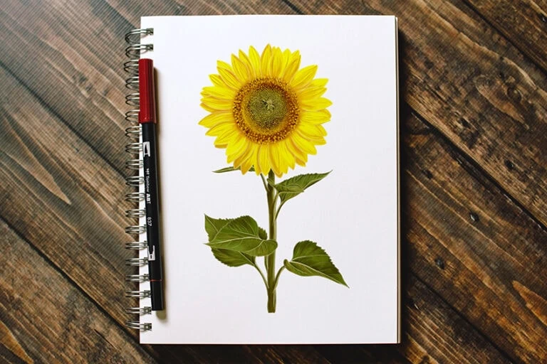 Sonnenblume zeichnen – Eine realistische Sonnenblume malen