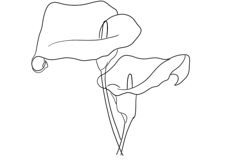 Blumen Ausmalbild Calla-Lilie