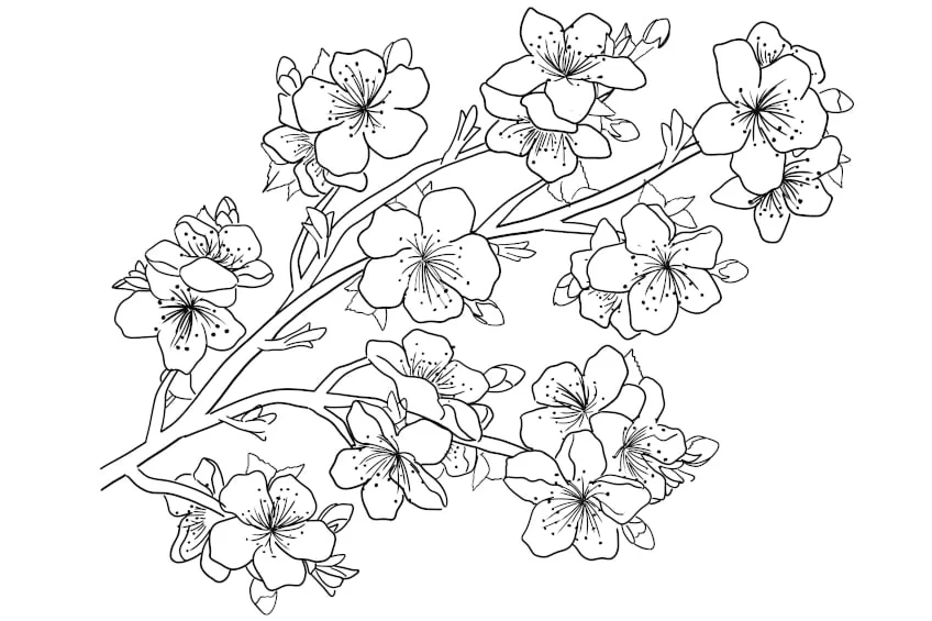 Blumen Ausmalbild Kirschbluete