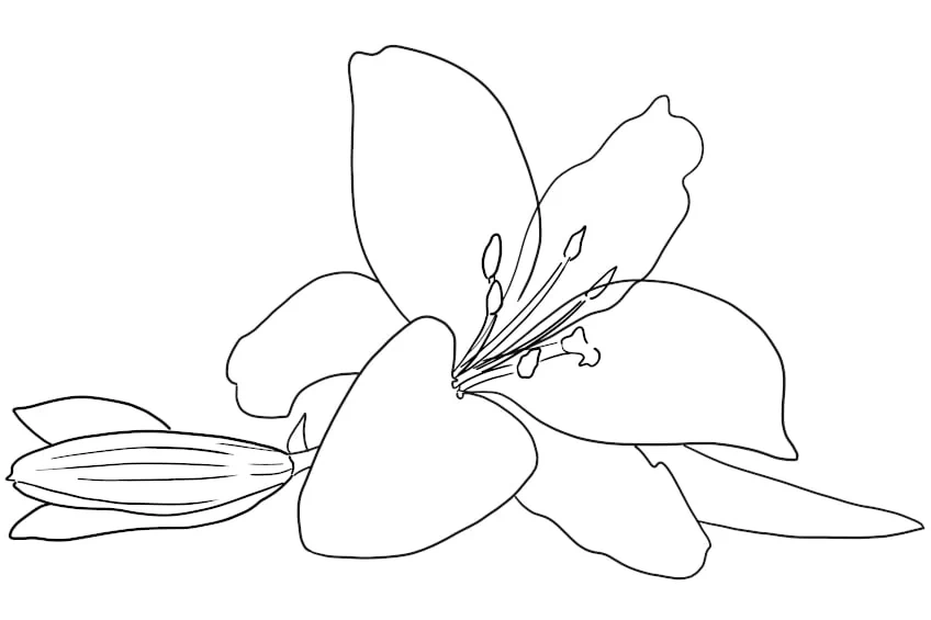 Blumen Ausmalbild Lilie