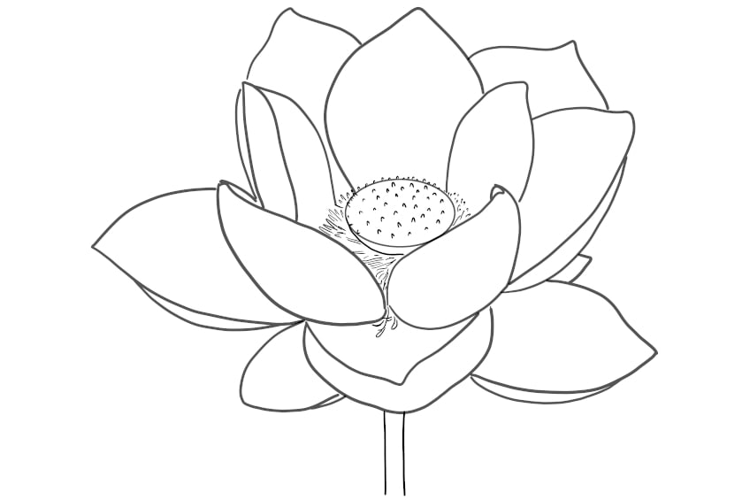 Blumen Ausmalbild Lotusblume