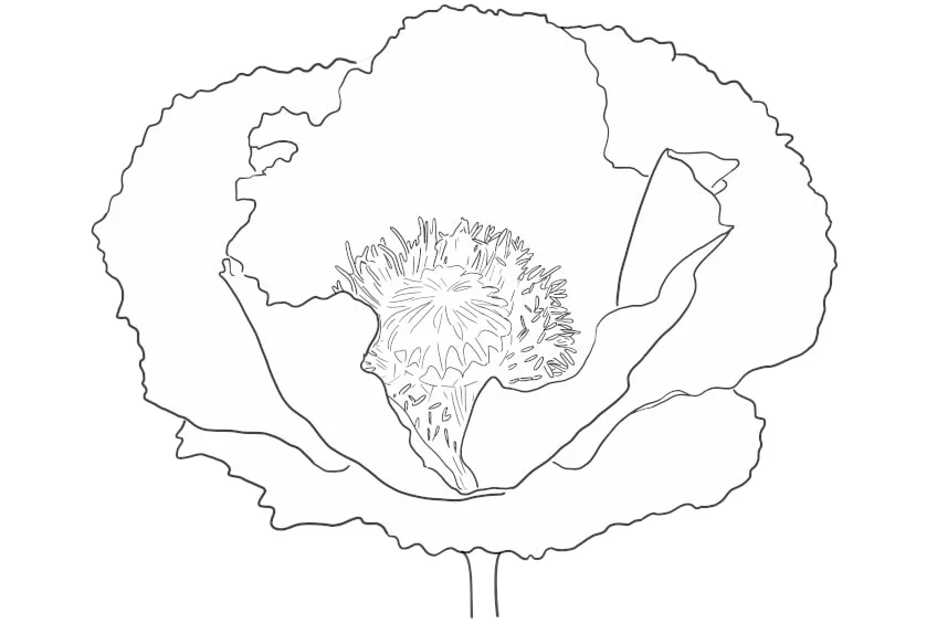 Blumen Ausmalbild Mohnblume