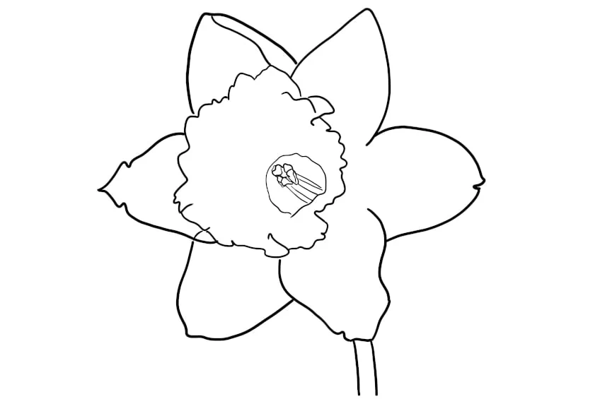 Blumen Ausmalbild Narzisse