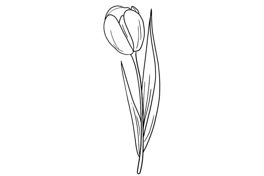 Blumen Ausmalbild Tulpe
