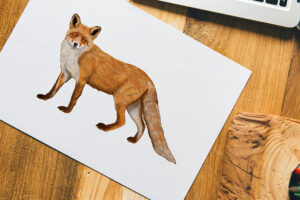 Fuchs zeichnen
