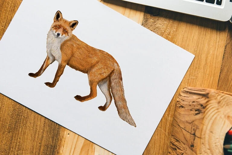 Fuchs zeichnen – Mit einfacher Schritt-für-Schritt Anleitung