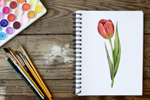 Tulpe zeichnen - Male eine realistische Tulpe in wenigen Schritten