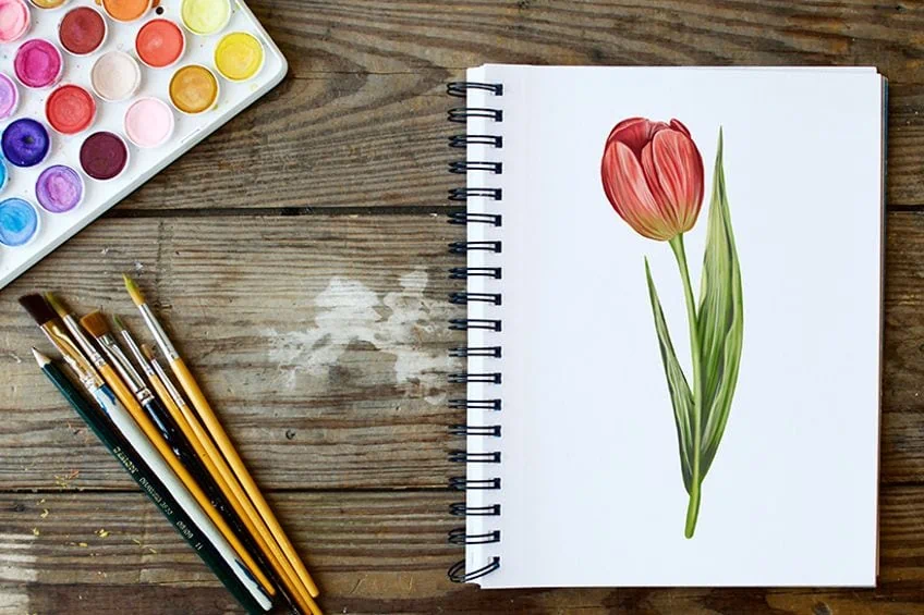 Tulpe zeichnen