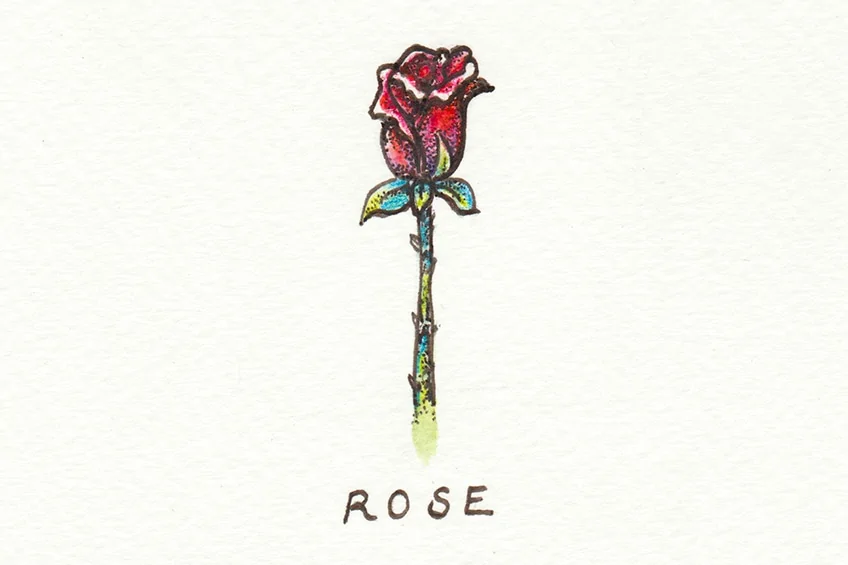 rose zeichnen 01