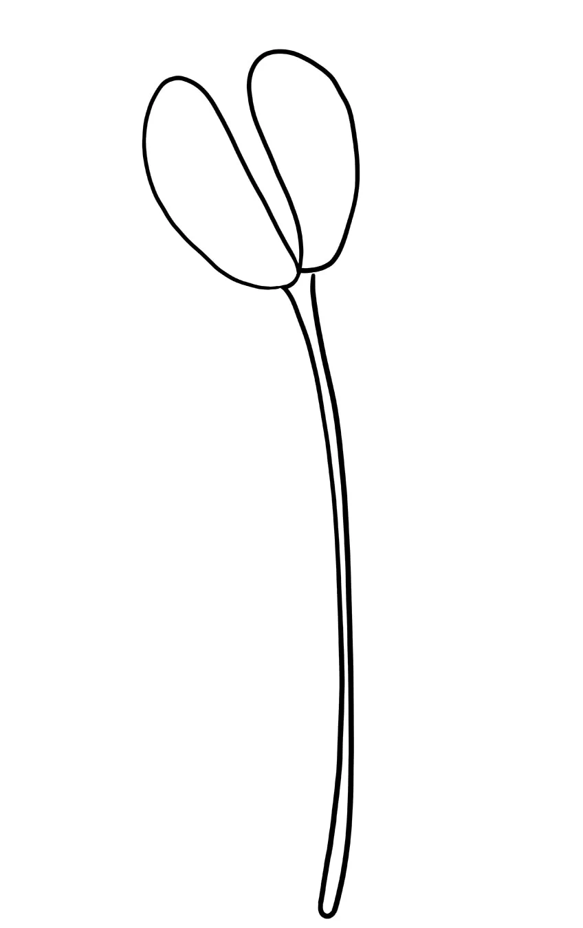 tulpe zeichnen 03