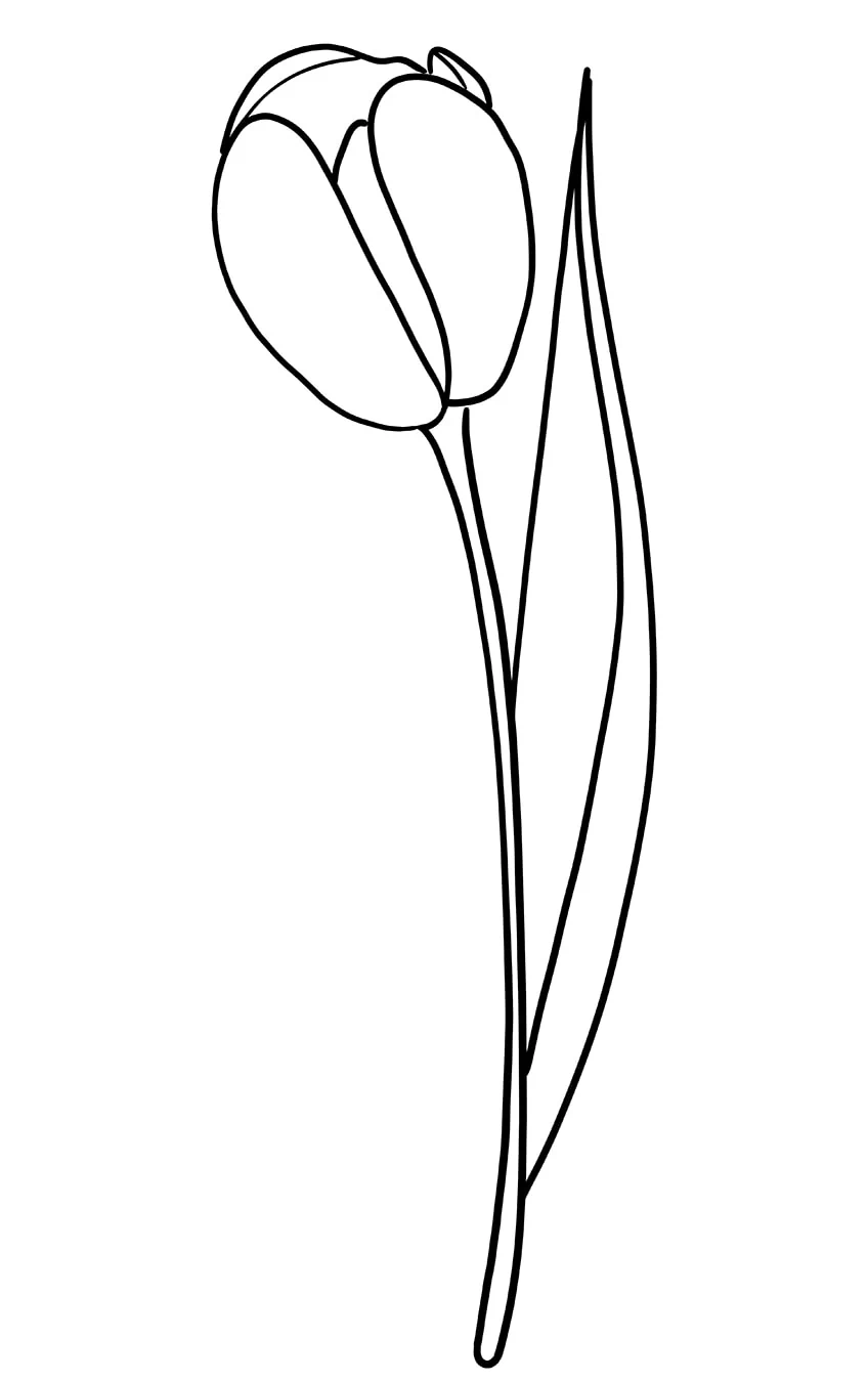 tulpe zeichnen 06