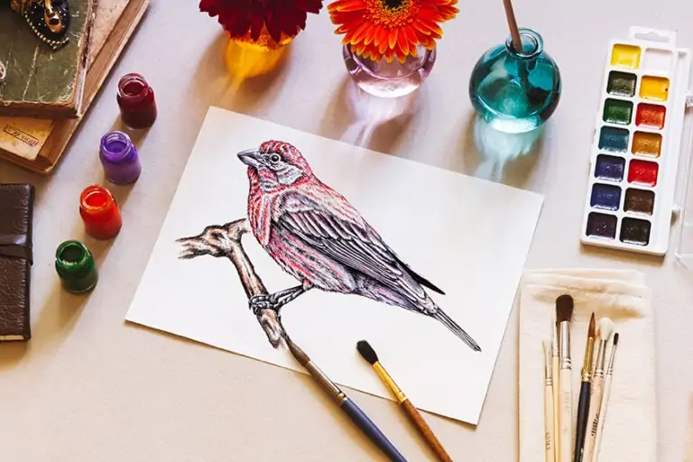 Vögel zeichnen – Grundlagen um realistische Vögel zu malen