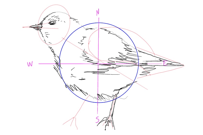 vogel zeichnen 03
